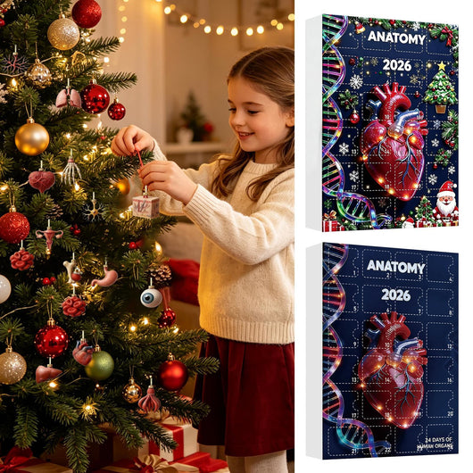 Anatomy Advent Calendar 2026 | 24 Human Organ Ornaments