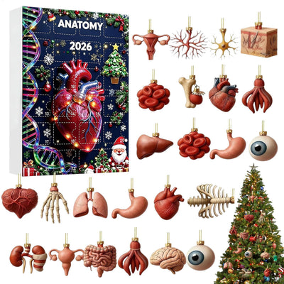 Anatomy Advent Calendar 2026 | 24 Human Organ Ornaments