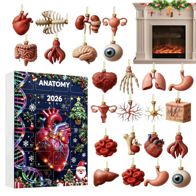 Anatomy Advent Calendar 2026 | 24 Human Organ Ornaments