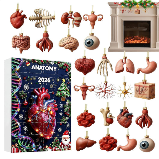 Anatomy Advent Calendar 2026 | 24 Human Organ Ornaments