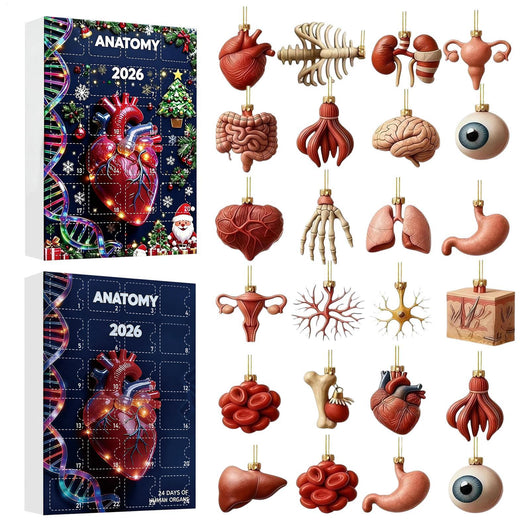 Anatomy Advent Calendar 2026 | 24 Human Organ Ornaments