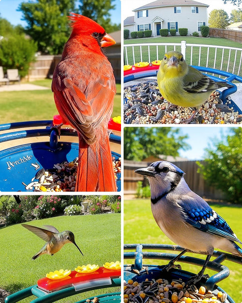 Bird Feeder Camera | Smart Solar Bird Feeder with 2K Camera, Night Vision and AI Bird Identification