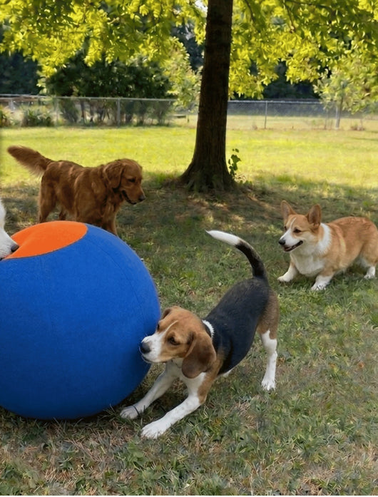 Herding Ball for Dogs, Large 22 Inch | Dog Herding Ball for High Energy Dogs, Indestructible Dog Ball with Cover, Jolly Ball for Herding Breeds